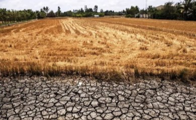 Theo đánh giá của Bộ NN&PTNT, công tác phòng chống xâm nhập mặn năm 2020 đã đạt được những hiệu quả như mong đợi bởi mùa khô năm nay được xem là khốc liệt.