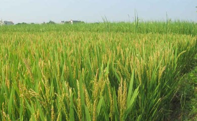 Quảng Trị triển khai các mô hình nông nghiệp thích ứng với biến đổi khí hậu